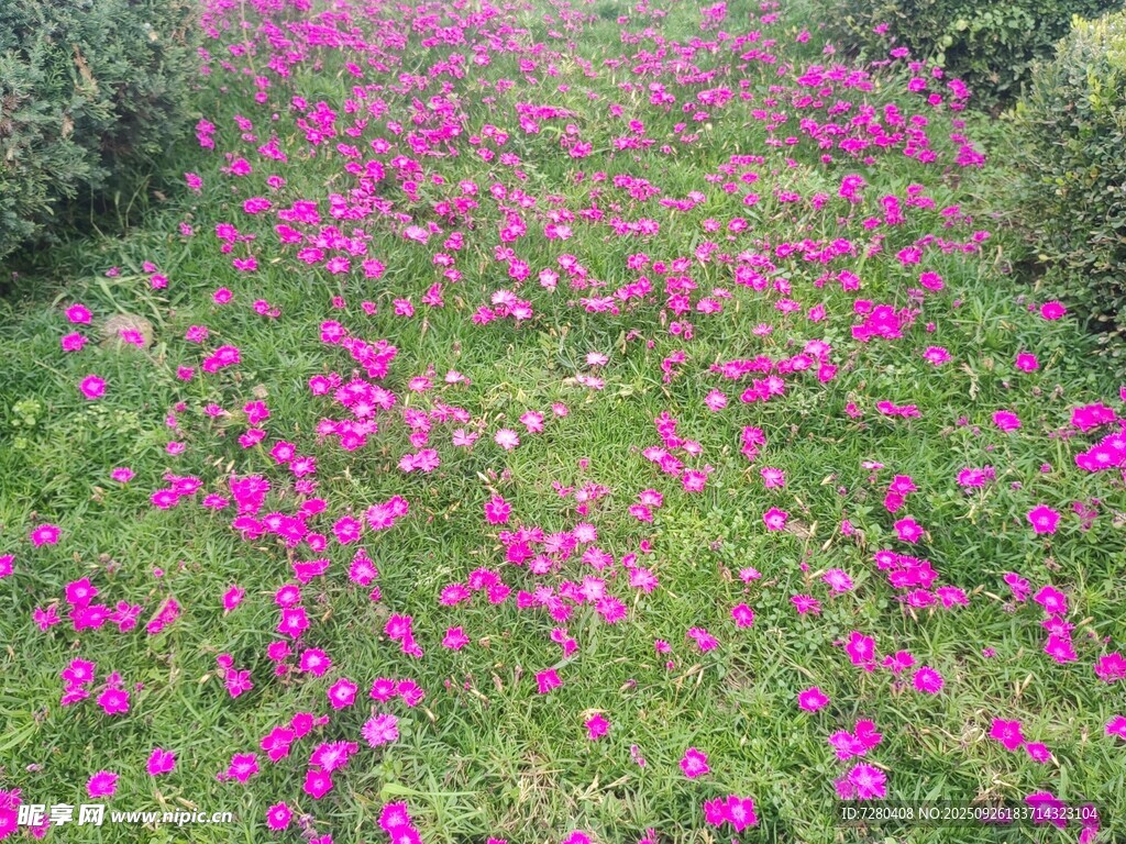 繁花铺就的浪漫花径