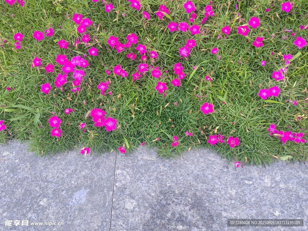 路边绽放的艳丽粉色小花