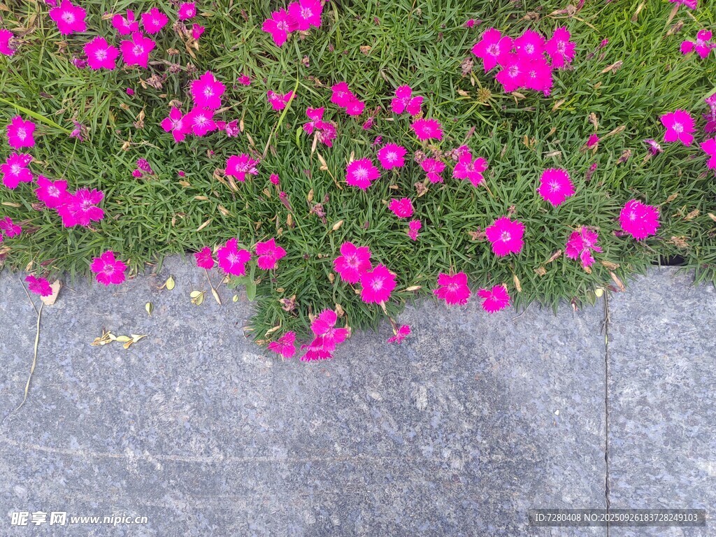 路边绽放的艳丽粉色小花