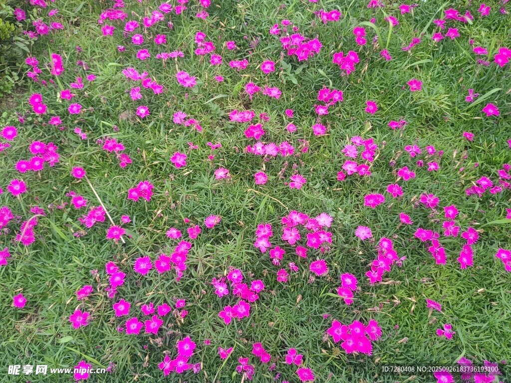 浪漫粉色花朵铺满草地