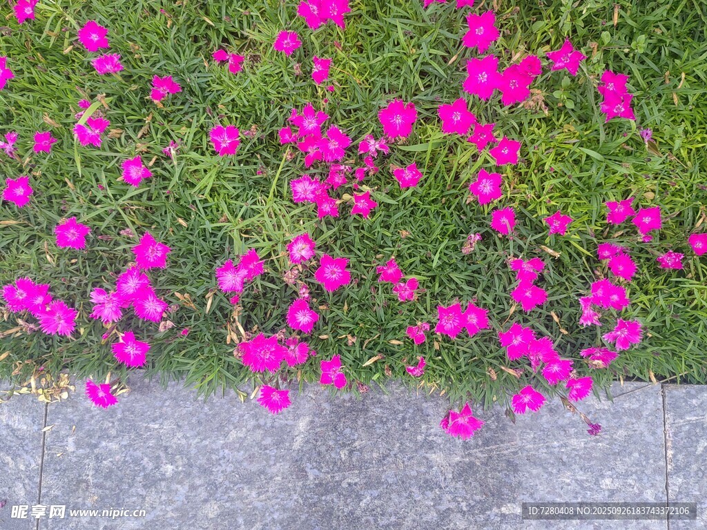 粉色小花绽放于草地