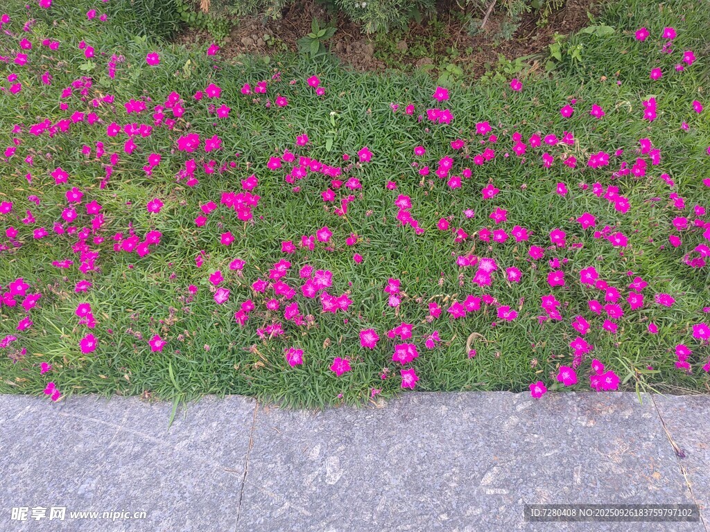 路边绚烂绽放的粉色花丛