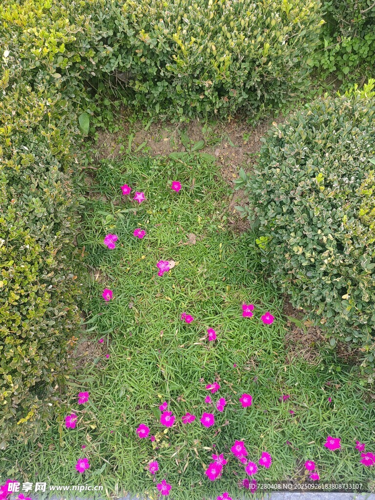 繁花点缀的绿意庭院