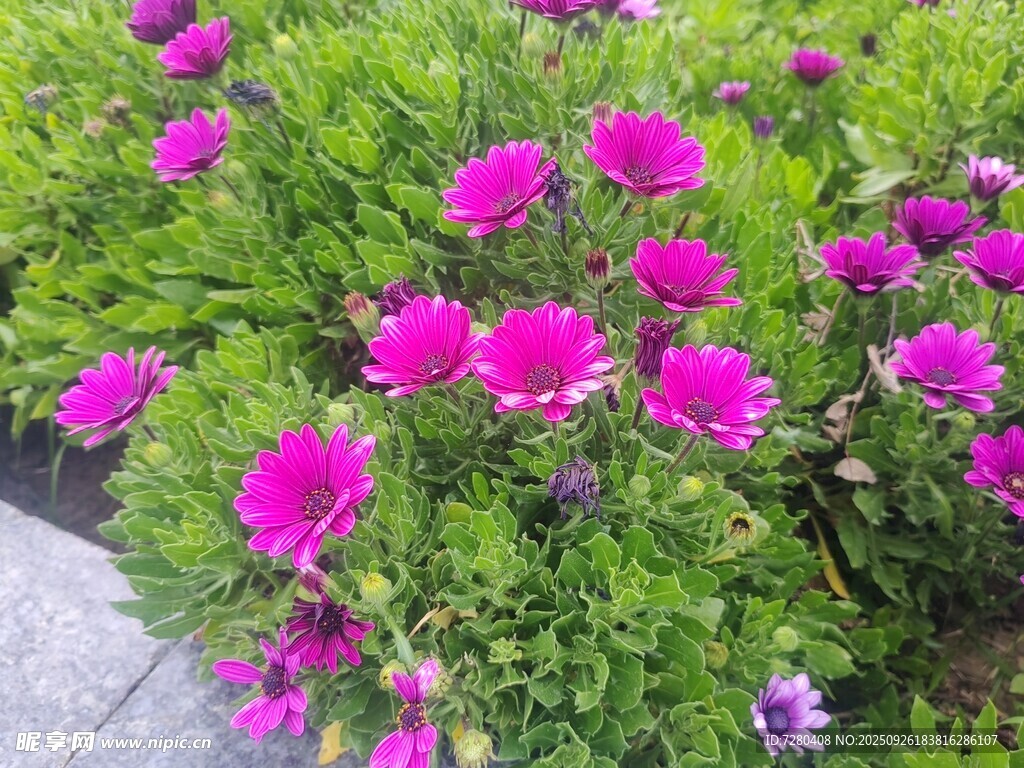艳丽粉色花朵绽放