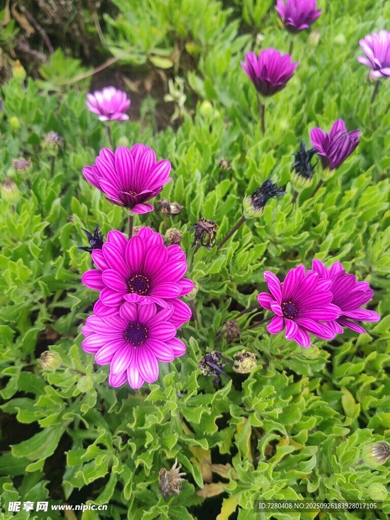 紫色雏菊绽放于绿叶间