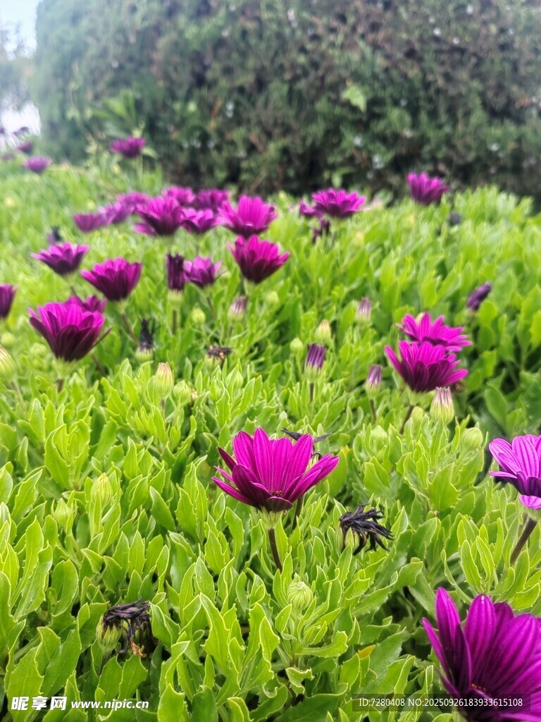 紫色花朵绽放于翠绿间