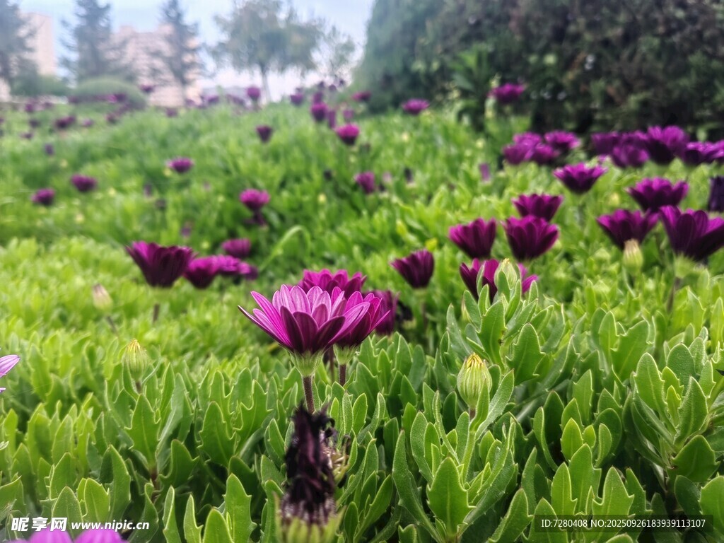 紫色花海绽放绿意间