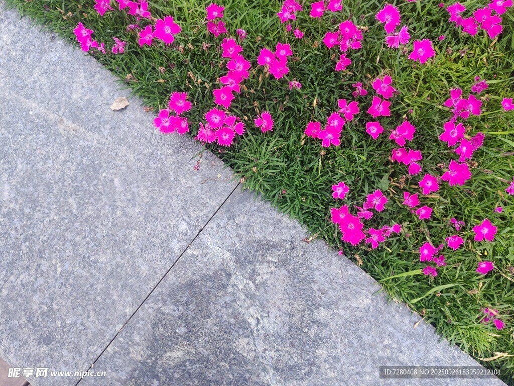 路边盛放的艳丽粉色小花