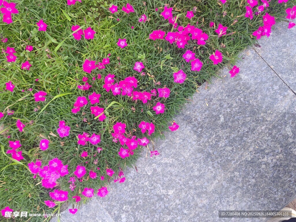 路边盛放的艳丽粉色小花