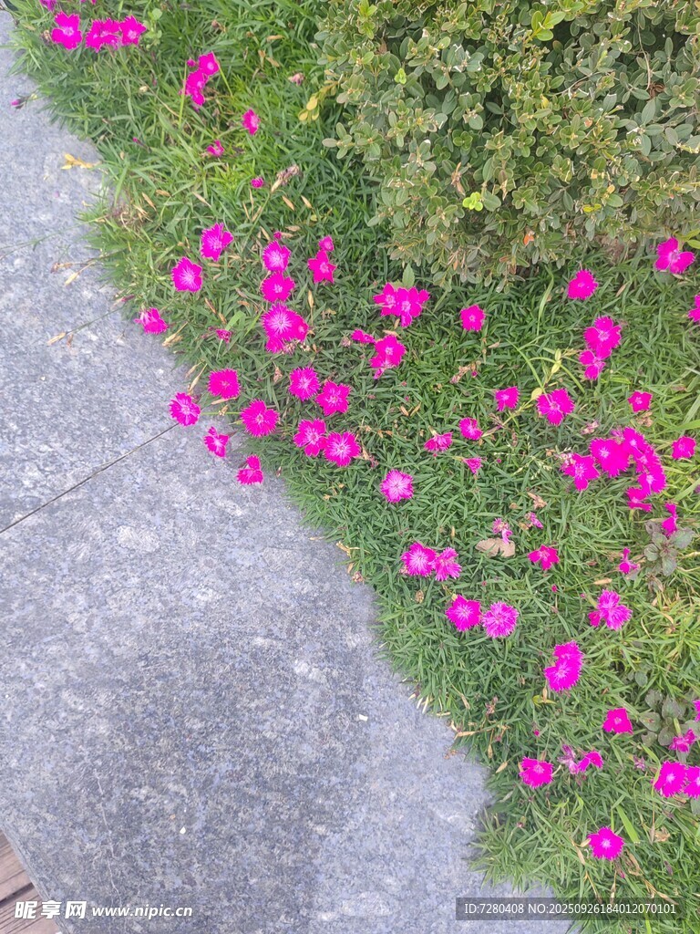 路边绽放的艳丽粉色小花