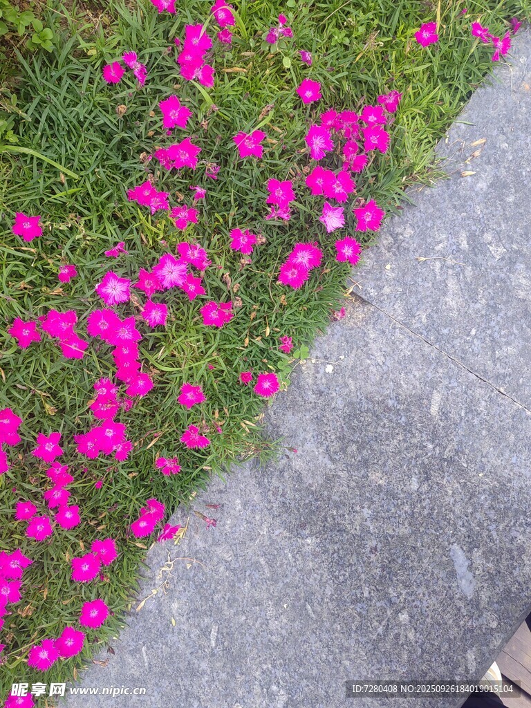 路边盛放的艳丽粉色小花