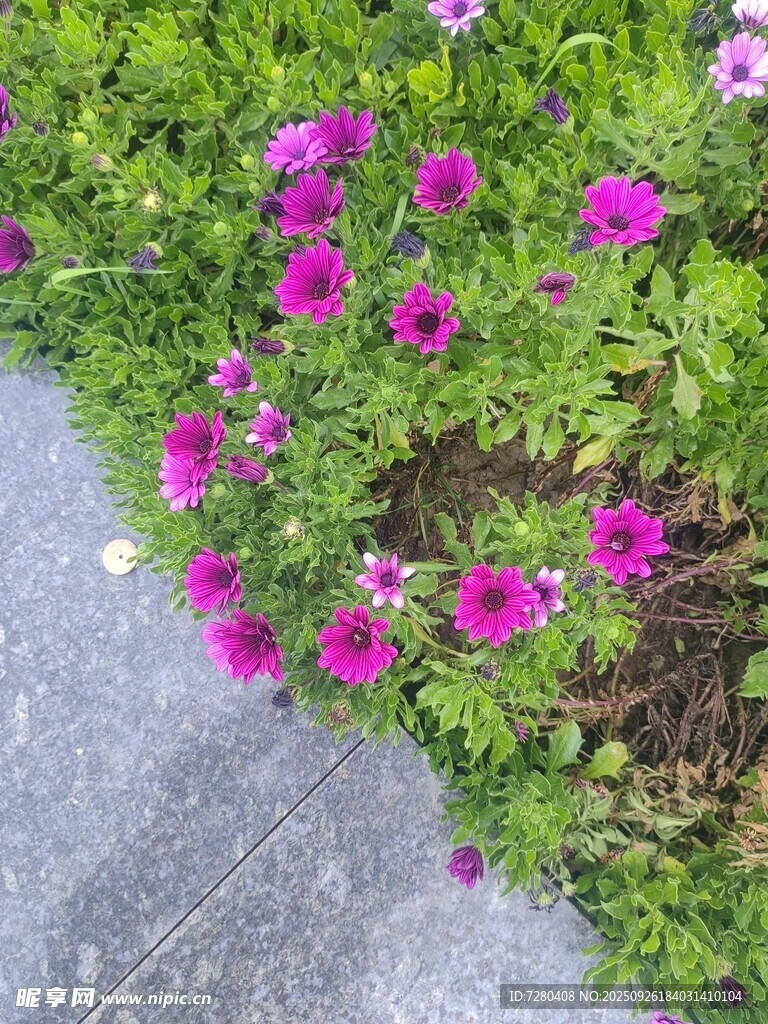 路边盛放的艳丽紫色小花