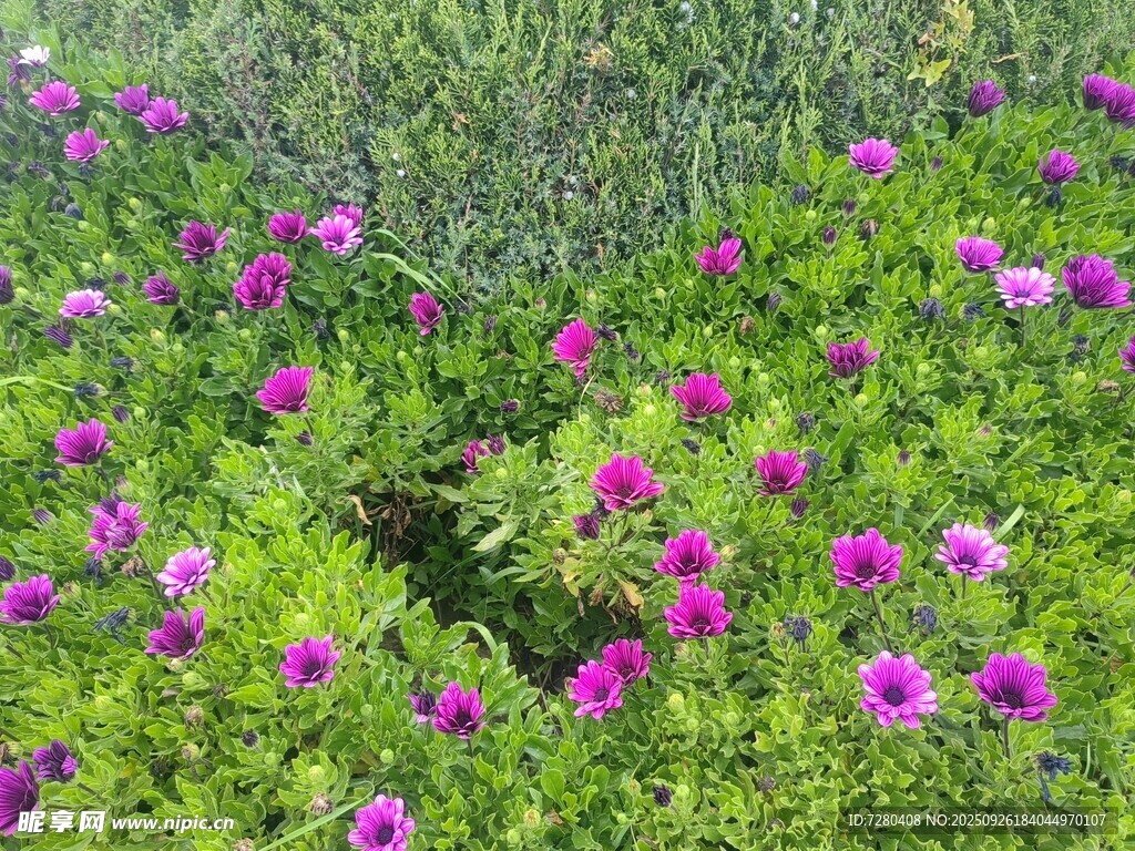 紫色小花绽放于绿草丛中