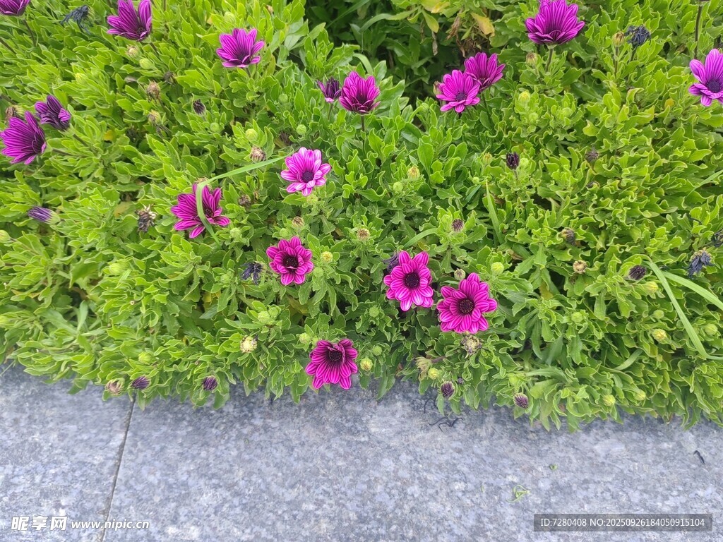 紫色小花与绿植的景致