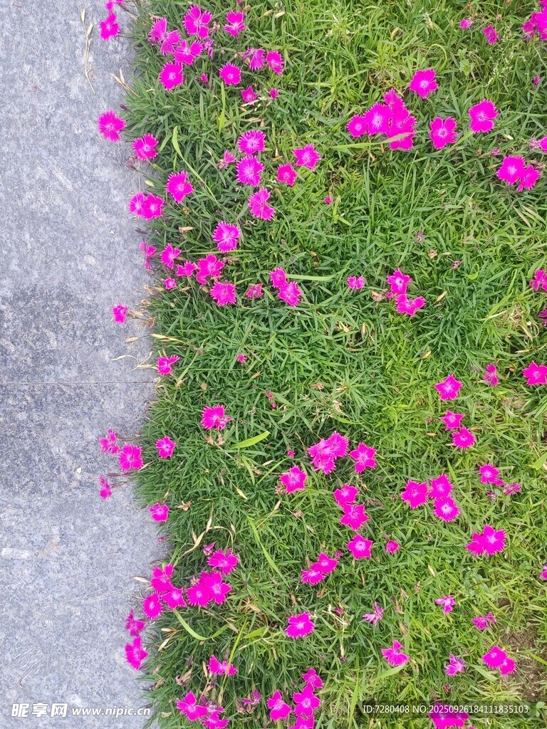 粉色小花装点翠绿草地