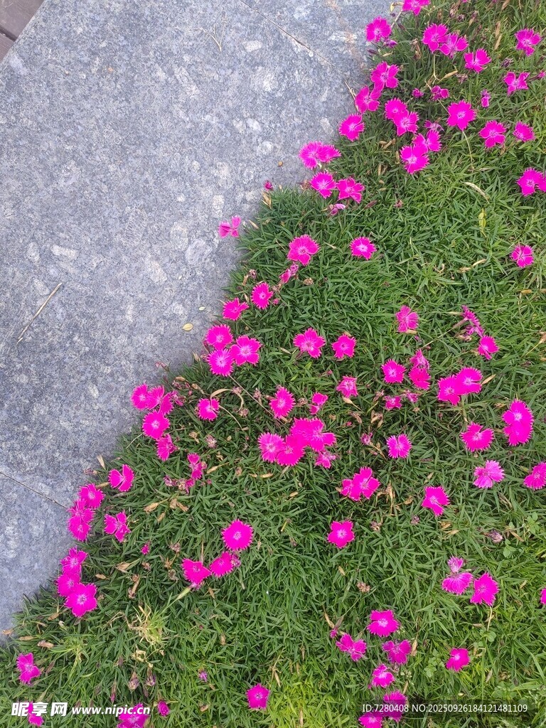 石旁绽放的粉色小花