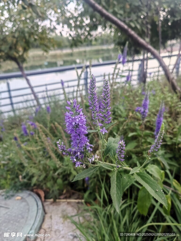 户外紫色花卉植物景观