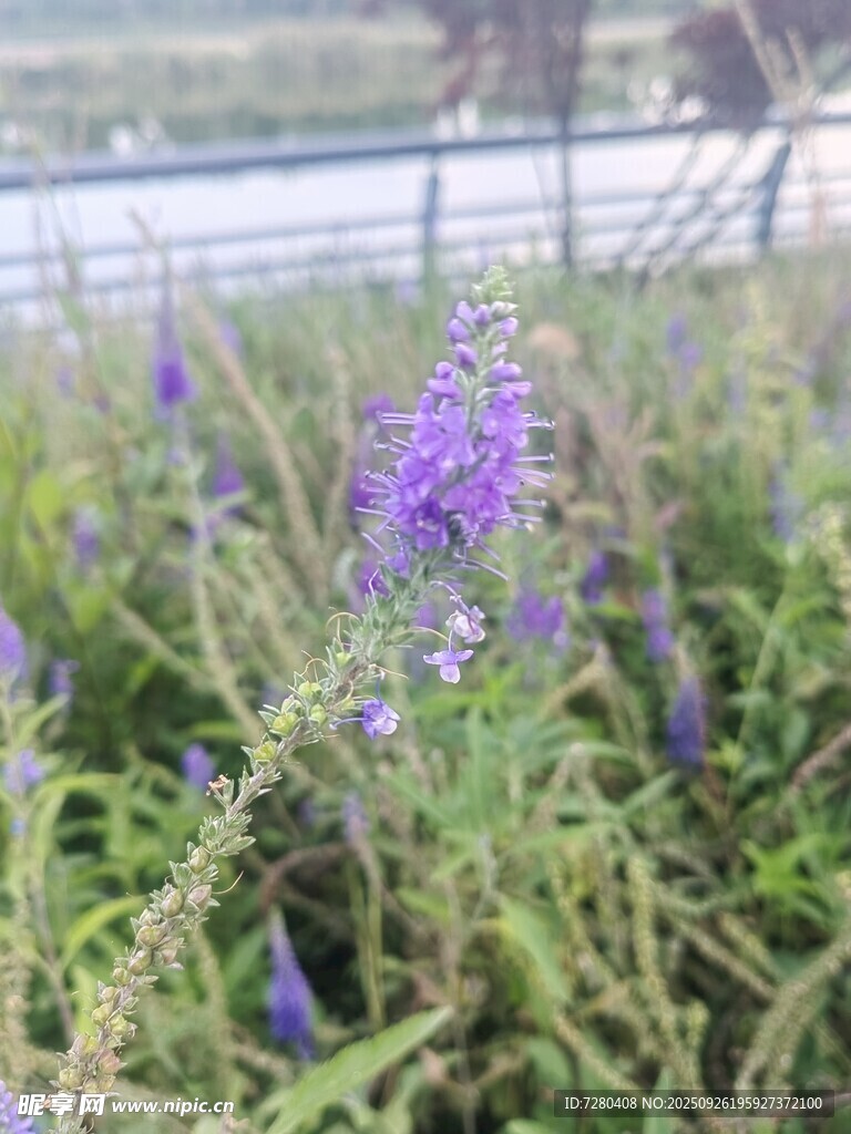 紫色野花绽放于草地间