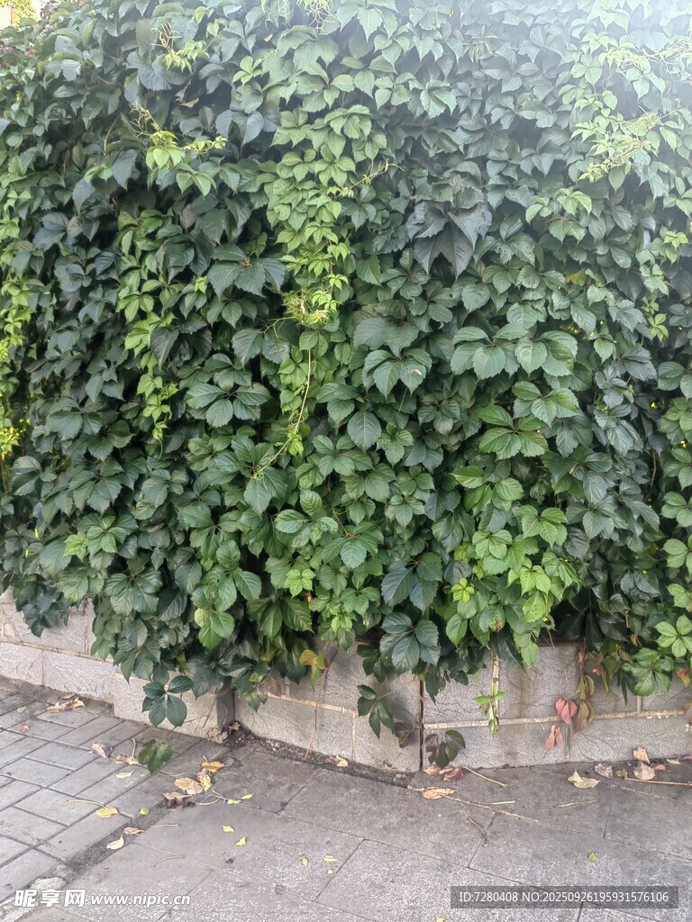 爬山虎