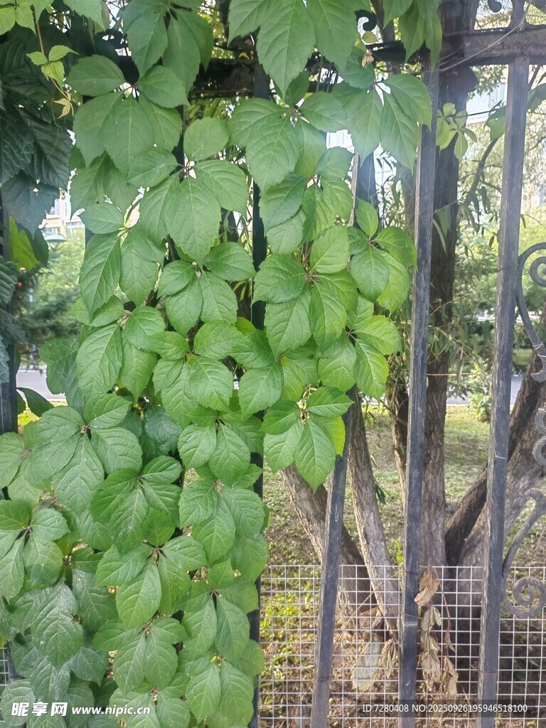 绿叶繁茂的藤蔓植物爬山虎