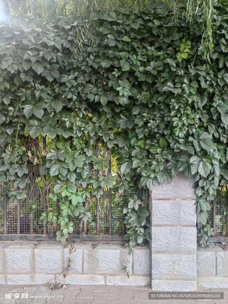 爬满绿植的围墙一角爬山虎