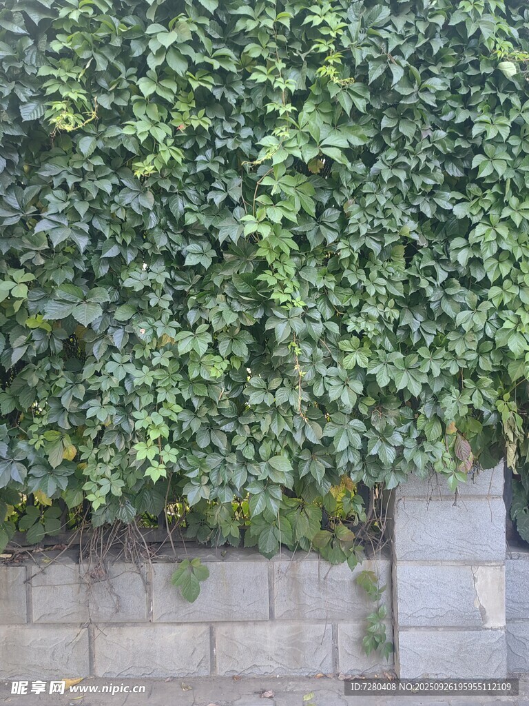 爬山虎