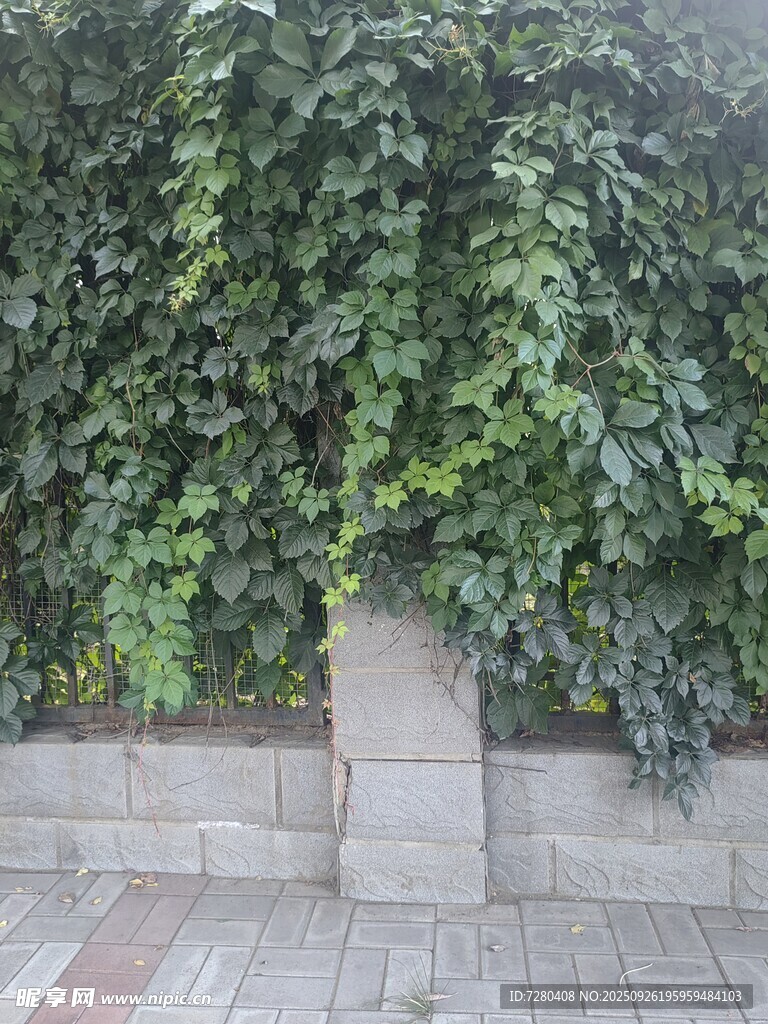 爬山虎