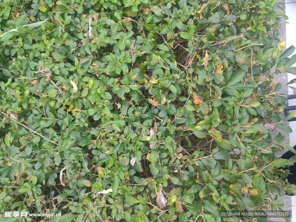 翠绿繁茂的植物墙