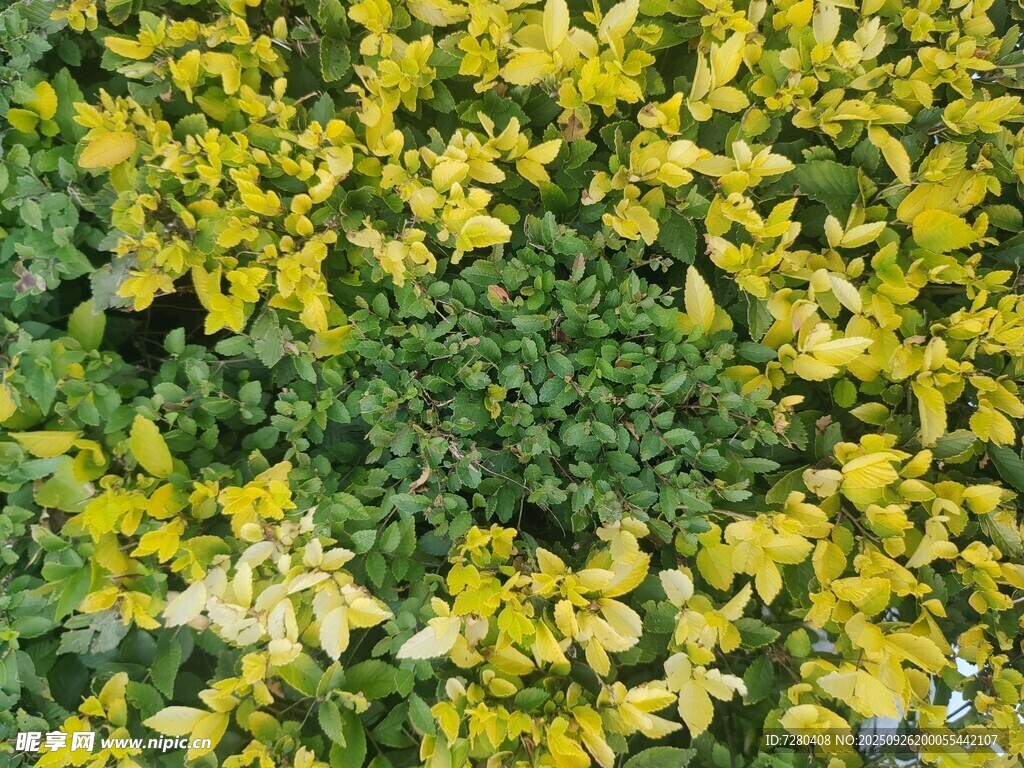 金黄叶片的绿植景观