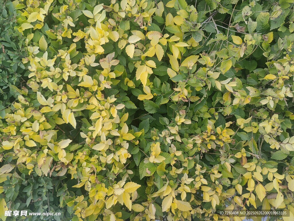 金黄叶片的植物景观