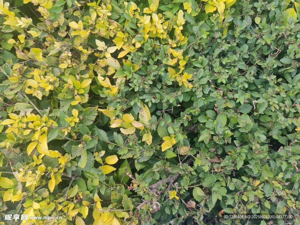 黄绿相间的繁茂植物景观