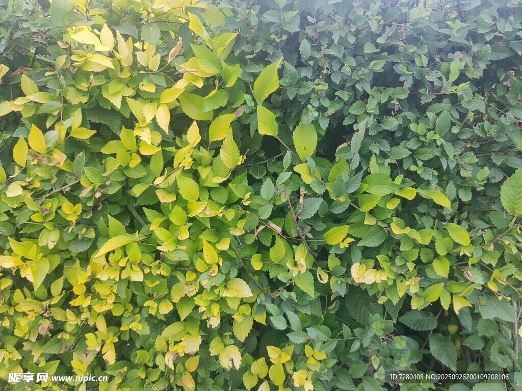 翠绿繁茂的爬藤植物