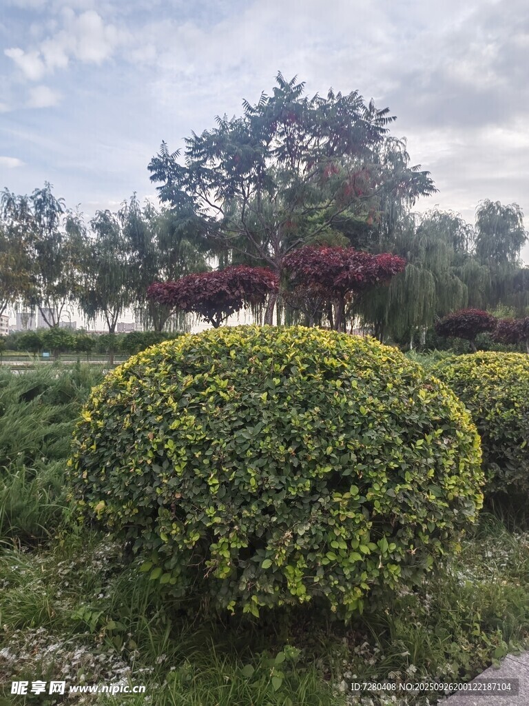 园林景观中的绿植造型