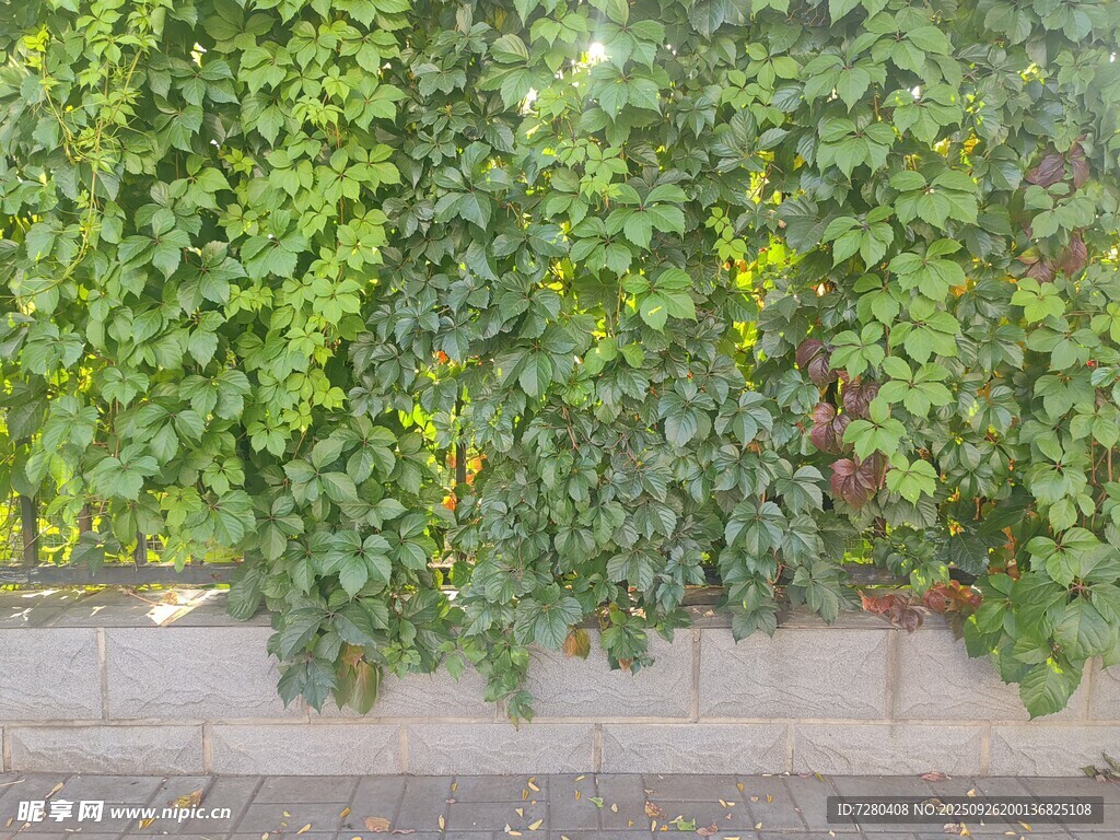翠绿藤蔓覆盖的墙面爬山虎