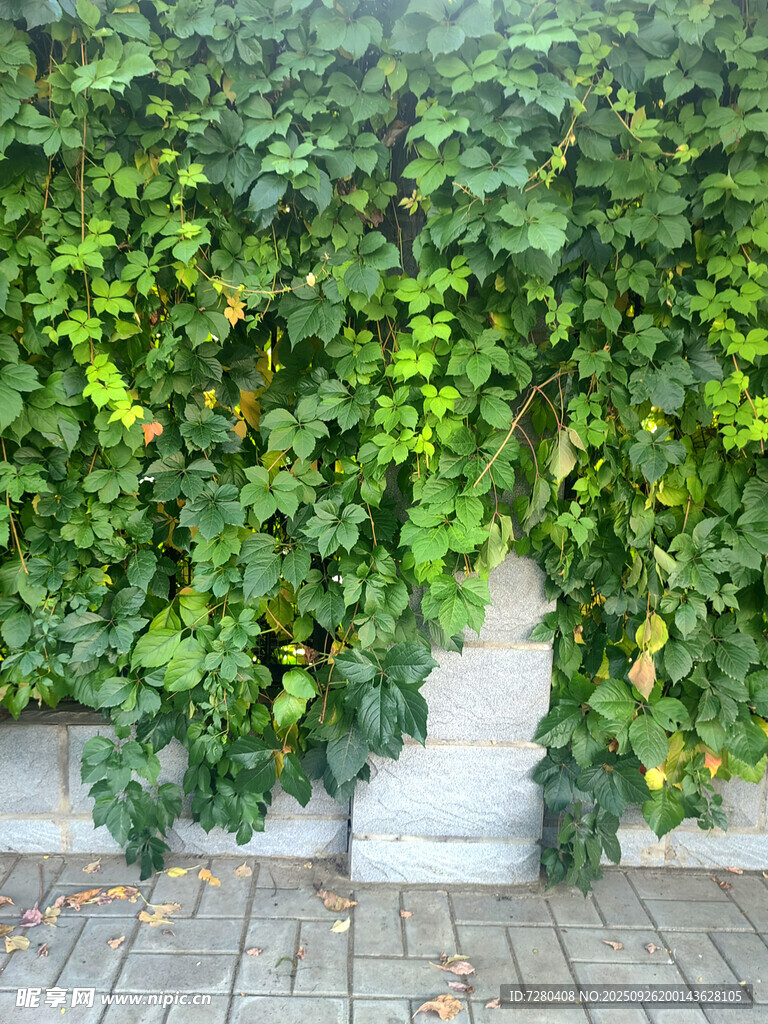 绿植覆盖的石墙景观