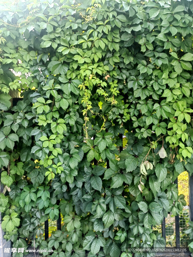 爬山虎