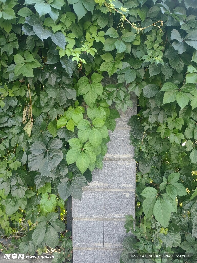 爬山虎