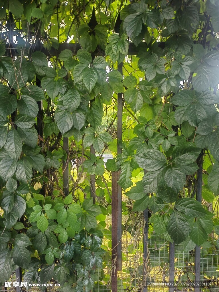 爬山虎