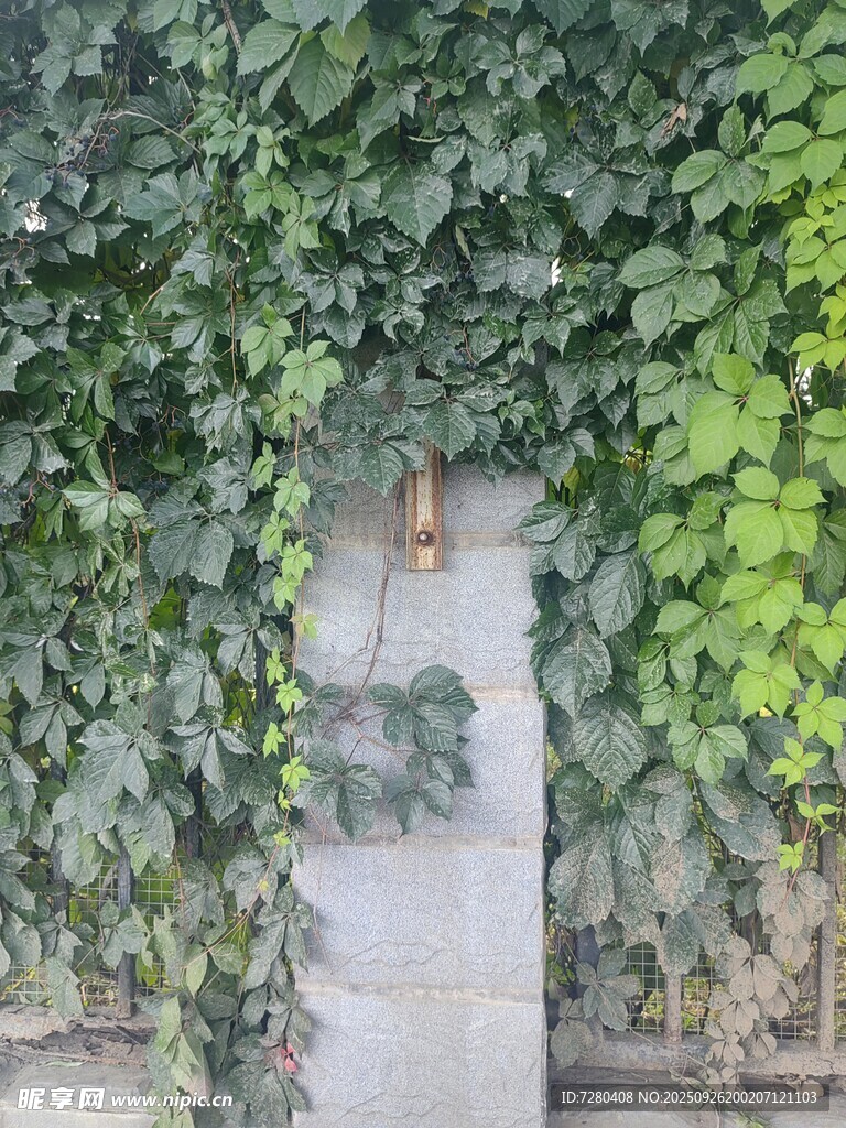 爬山虎
