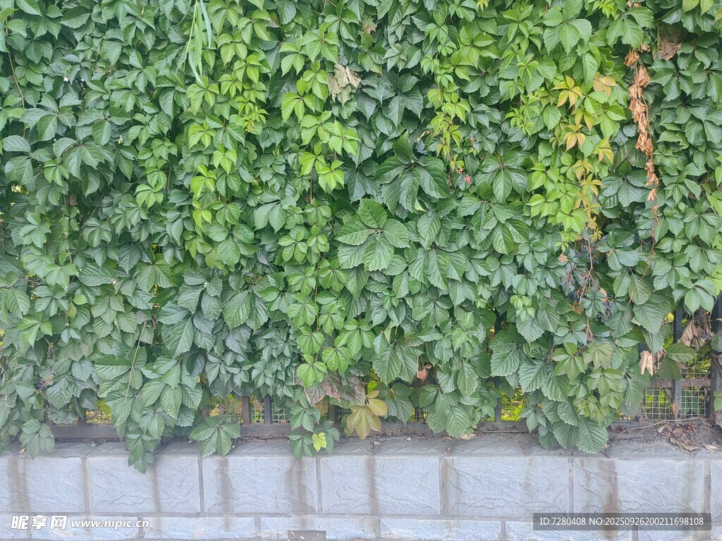 翠绿藤蔓覆盖的石墙爬山虎