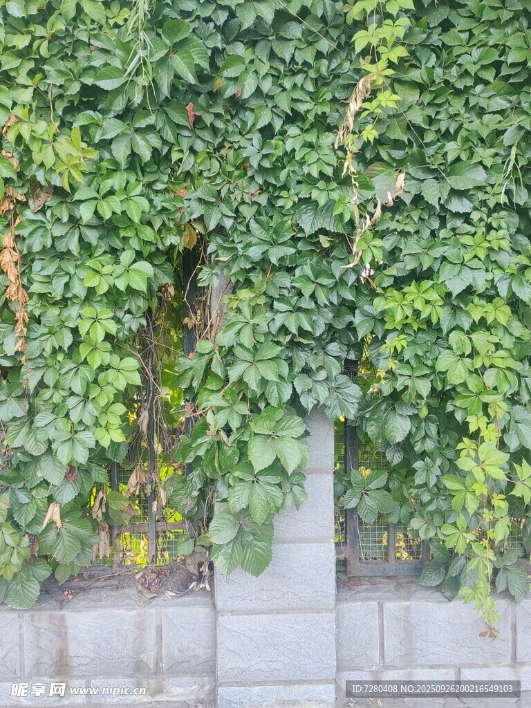 爬满绿植的石墙景观爬山虎