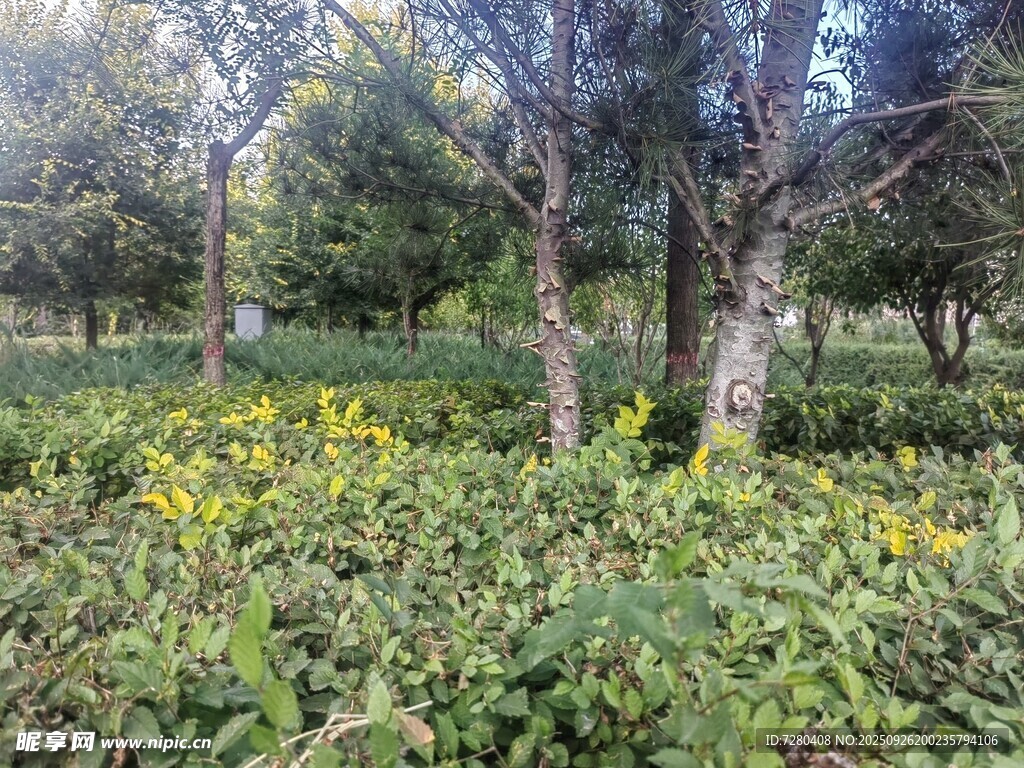 林间黄花绿植自然景致