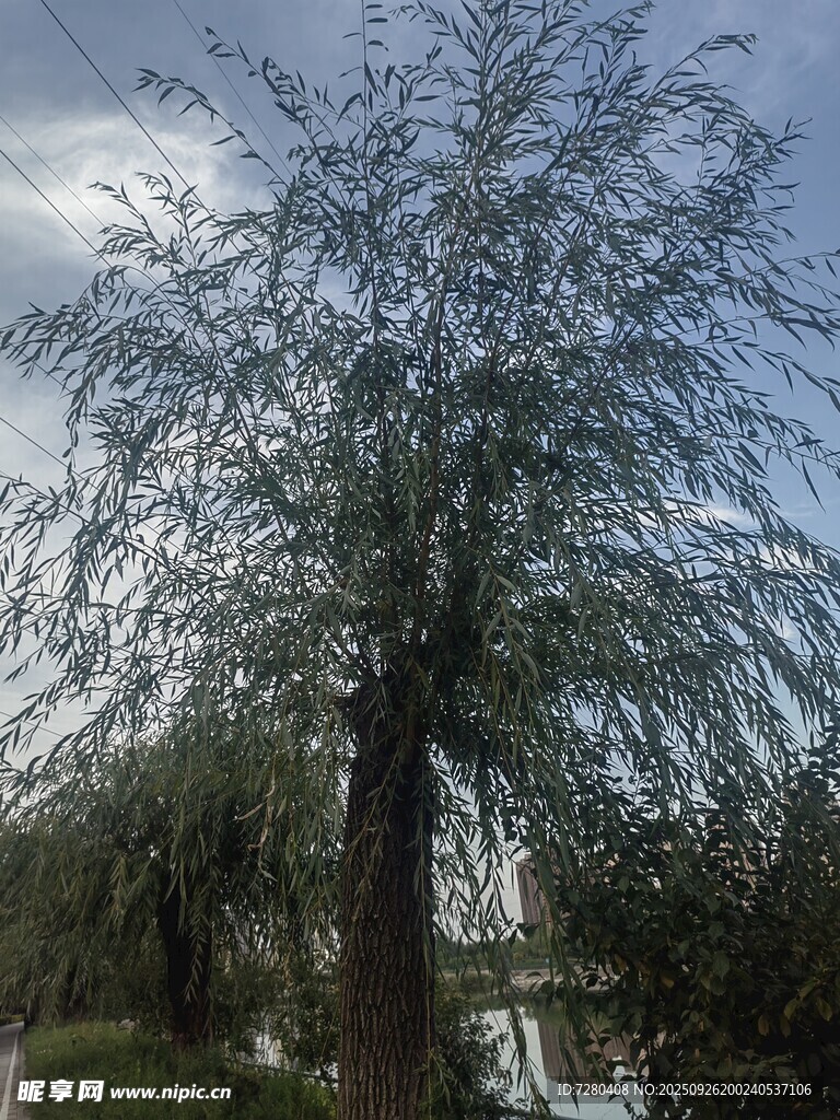河畔垂柳尽显自然之美
