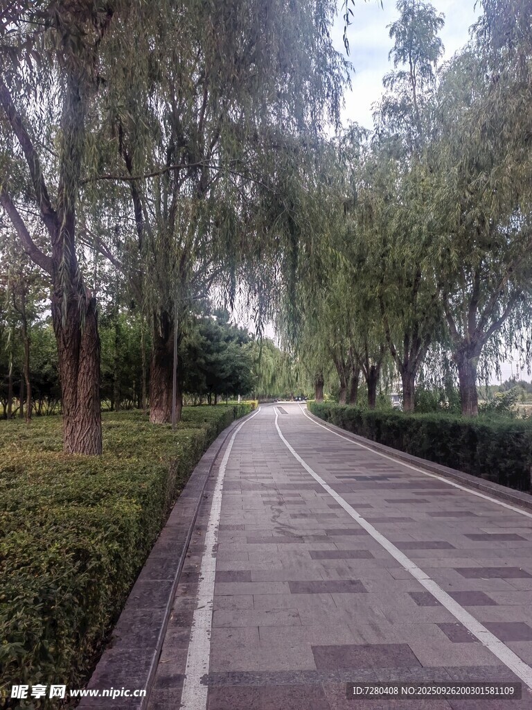 林荫下的静谧健身步道