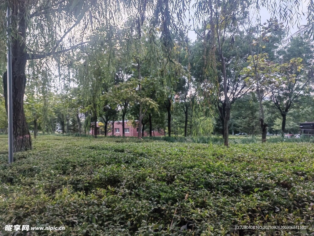 林间绿意盎然的静谧景致
