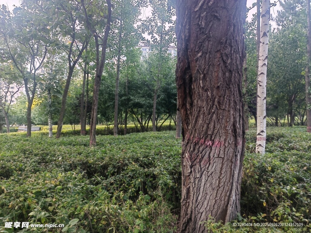 林间树木与繁茂绿植景观