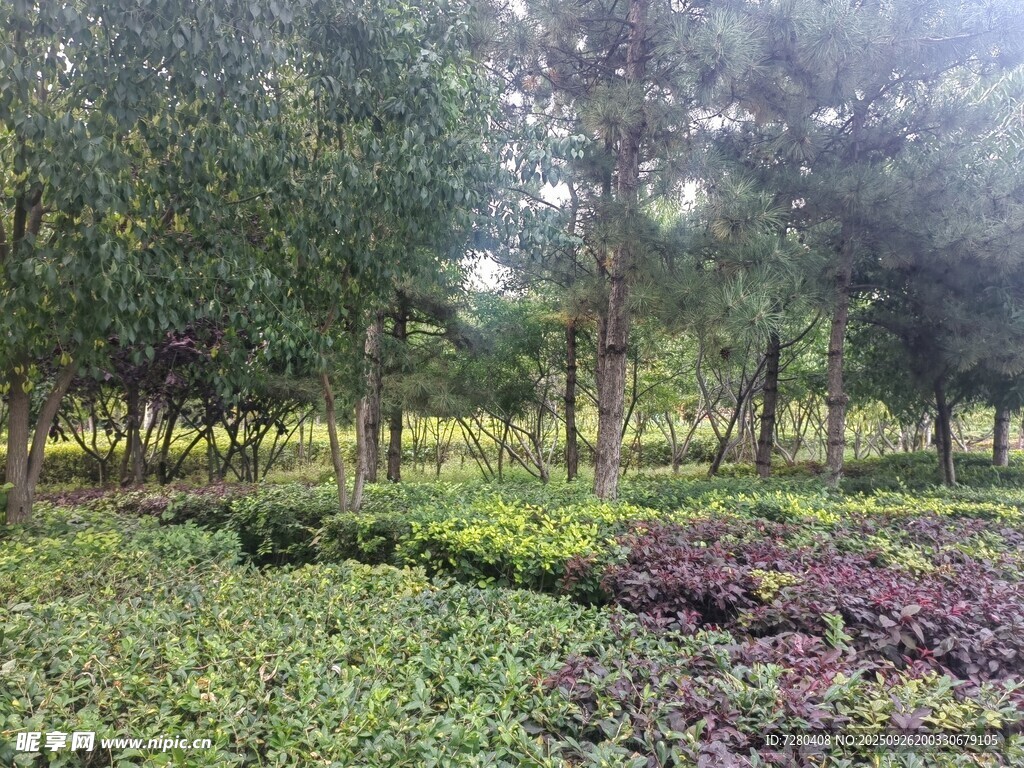 绿意盎然的园林景观