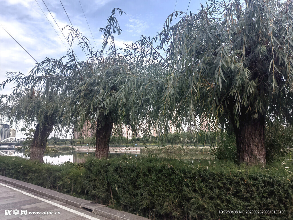 路边垂柳与整齐绿植景观