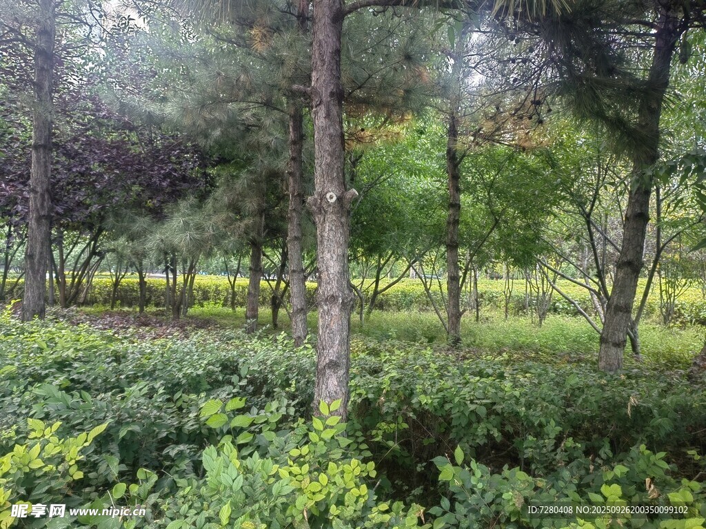 茂密树林中的绿意景致