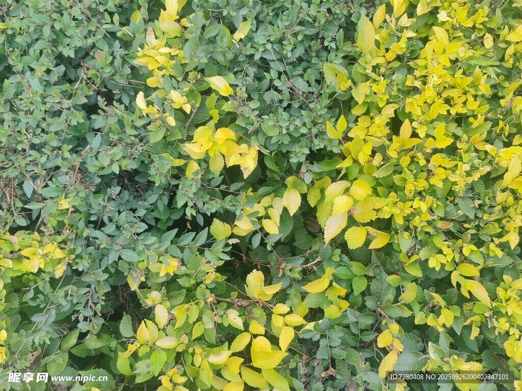 黄绿相间的繁茂植物